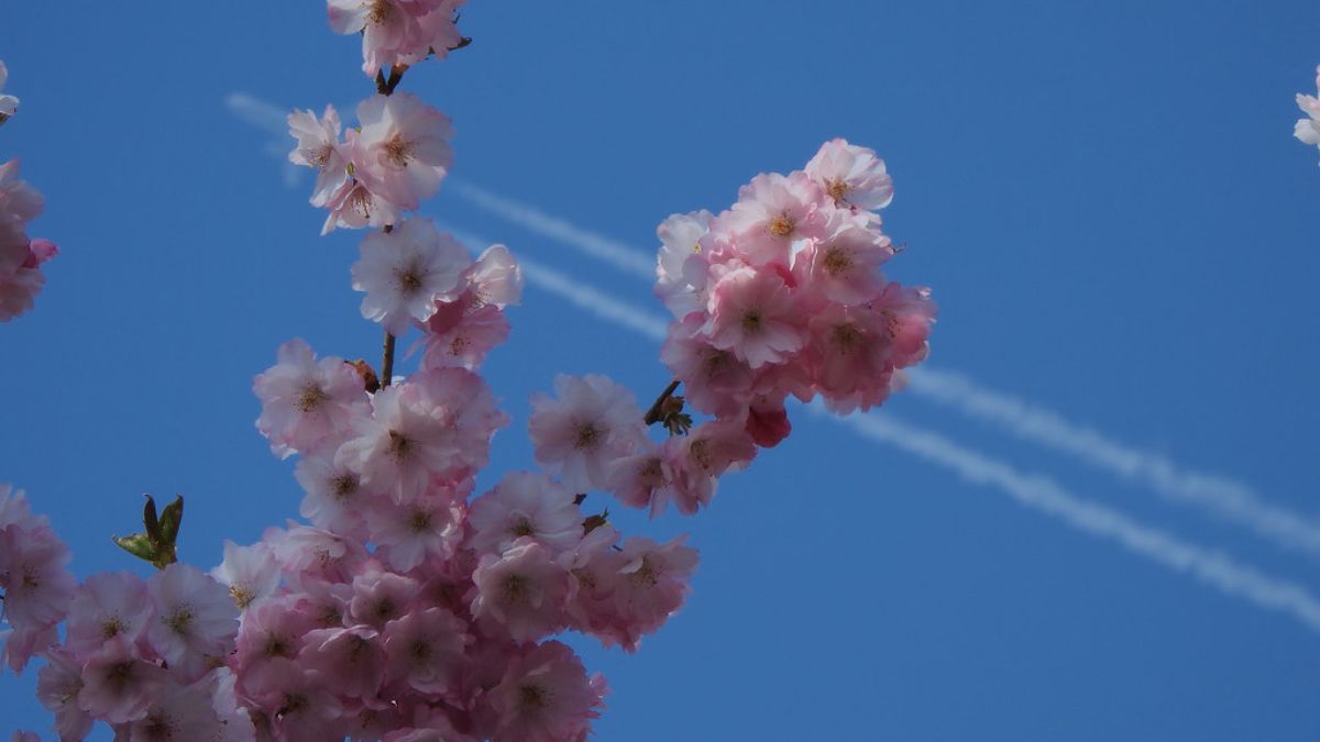 河津桜