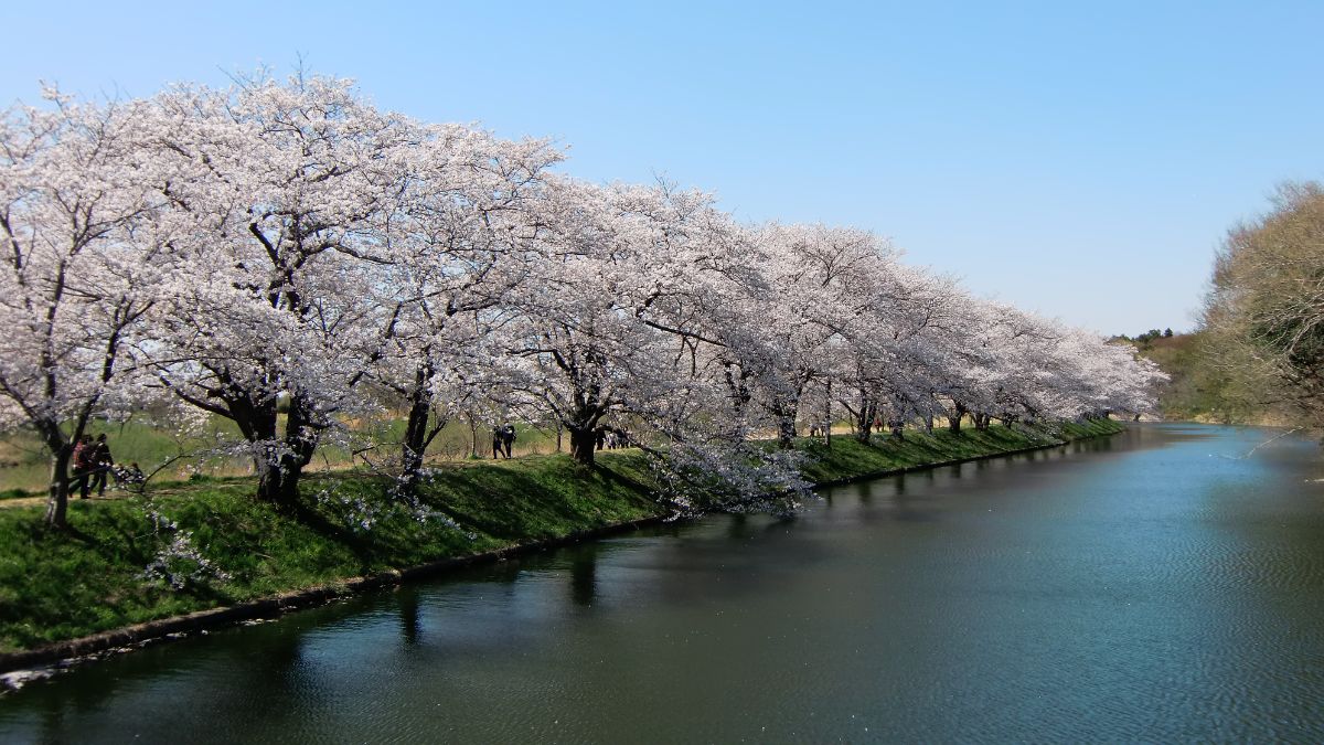 河津桜