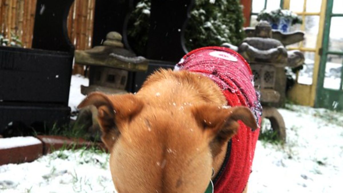 竹