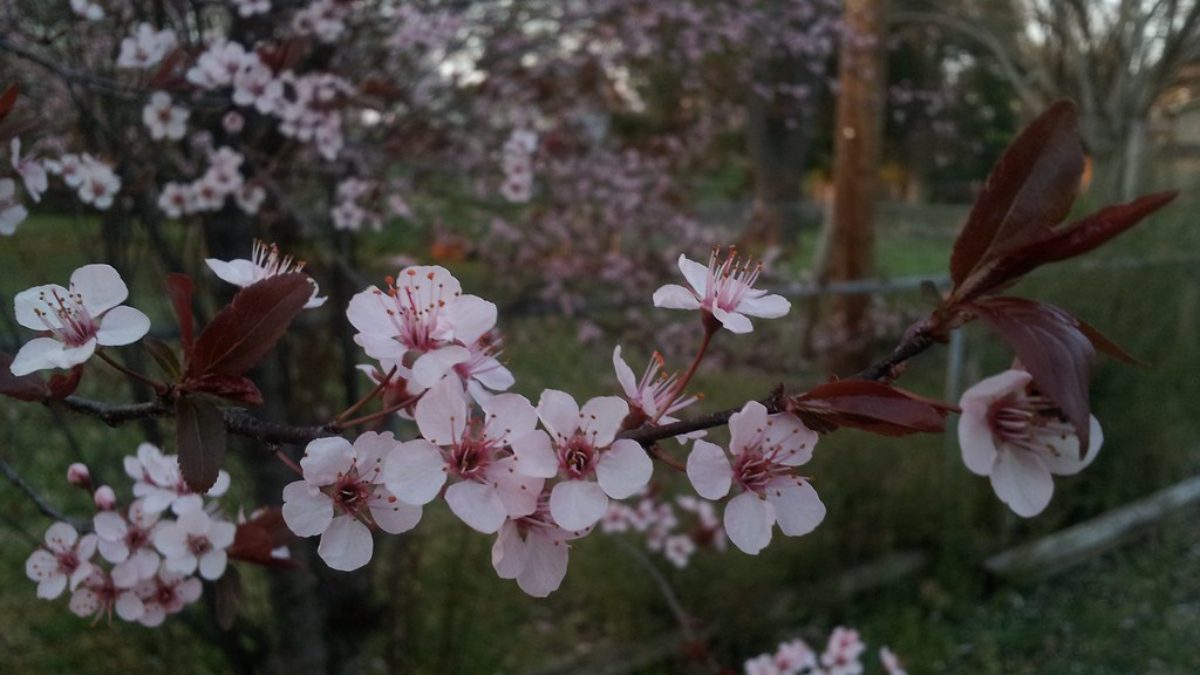 桜の木